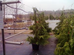 Chamaecyparis nootkatensis 'Pendula' - cypřišek nutkajský