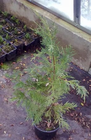 Cupressocyparis leylandii - cypřišovec Leylandův