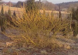 Cornus stolonifera ´Flaviramea´ - svída výběžkatá