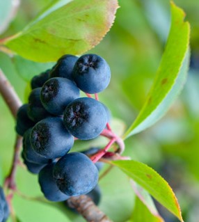 Aronia prunifolia ´Viking´ - temnoplodec třešňolistý