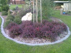 Berberis thunbergii ´Atropurpurea Nana´ - dřišťál Thunbergův 