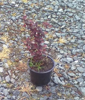 Berberis thunbergii 'Atropurpurea' - dřišťál Thunbergův