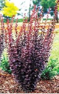 Berberis thunbergii ´Helmond Pillar´ - dřišťál Thunbergův 