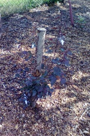 Betula pendula ´Purpurea´ - bříza belokorá