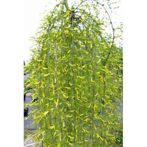 Caragana arborescens ´Walker´ -  čimišníku ozdobný, stromový