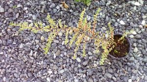 Cotoneaster horizontalis 'Variegata' - skalník vodorovný