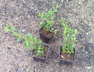 Cotoneaster dammeri - sklaník Dammerův 