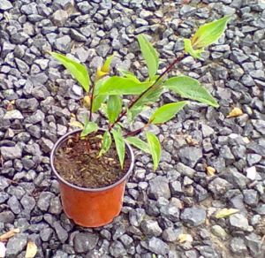Cornus alba 'Kesselringii' - svída bílá