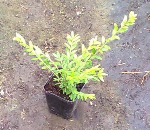 Lonicera pileata - zimolez lesklý