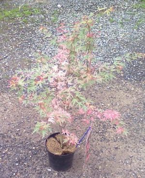 Acer palmatum 'Taylor' - javor dlanitolistý, japonský 