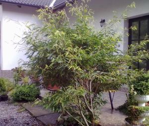 Fagus sylvatica ´Aspleniifolia´- buk lesní