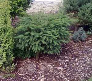 Picea abies ´Nidiformis´ - smrk ztepilý