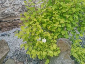 Spiraea vanhouttei 'Gold Fountain' - tavolník van Houtteův