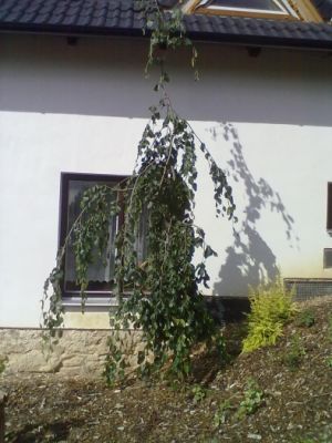 Fagus sylvatica ´Pendula´ - buk lesní