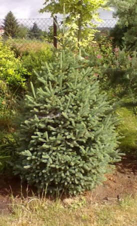 Picea abies ´Cupressina´ - smrk ztepilý 