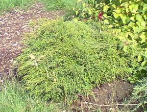 Chamaecyparis pisifera 'Filifera Nana' - cypřišek hrachonosný