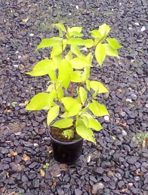 Cornus alba ´Aurea´ - svída bílá