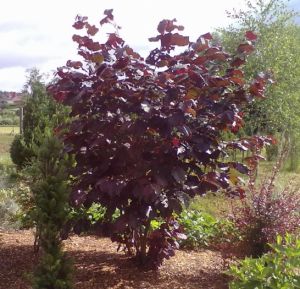 Corylus maxima ´Purpurea´ - líska největší