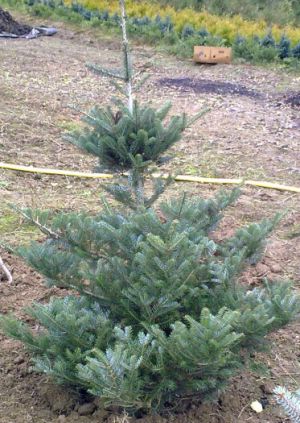Abies koreana - jedle korejská