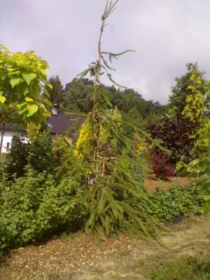 Picea abies ´Virgata´ - smrk ztepilý