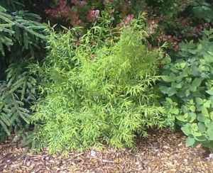 Spiraea cinerea 'Grefsheim' - tavolník popelavý