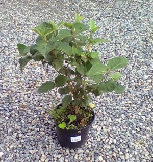 Viburnum x carlcephalum - kalina zkřížená