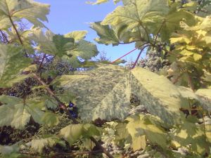 Acer pseudeplatanus 'Prince Camille de Rohan' - javor klen 