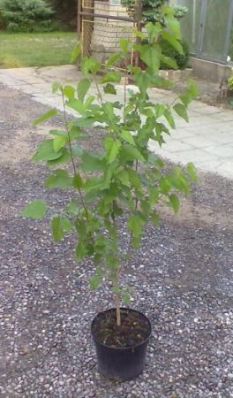 Morus nigra - moruše černá 