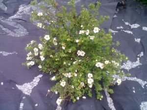 Potentilla fruticosa 'Tilbot cream' - mochna křovitá