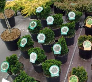 Chamaecyparis obtusa 'Nana Gracilis' - cypřišek tupolistý