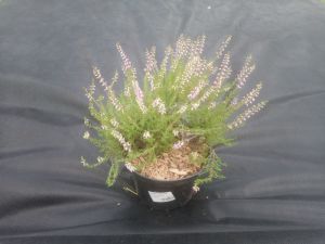 Calluna vulgaris 'Heidesinfonie' - vřes obecný