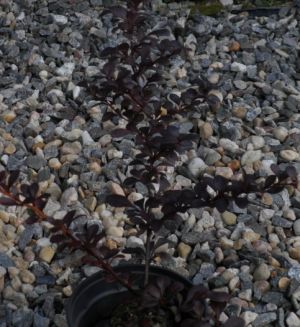Berberis thunbergii 'Darts Red Lady' - dřišťál Thunbergův 