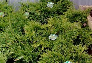 Juniperus media 'Old Gold' - jalovec prostřední