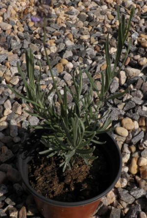 Lavandula angustifolia  - levandule úzkolistá