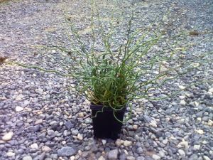 Juncus effusus 'Cryspa' - sítina rozkladitá