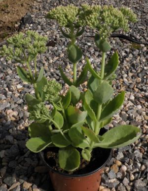 Sedum telepium 'Herb's Freude' - rozchodník velký
