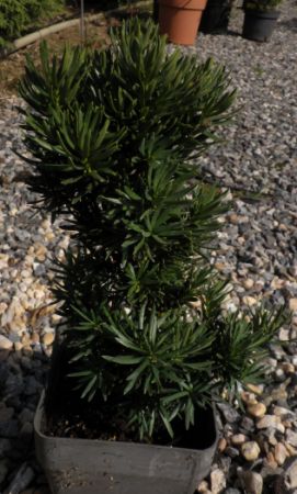 Taxus media 'Stricta viridis' - tis prostřední