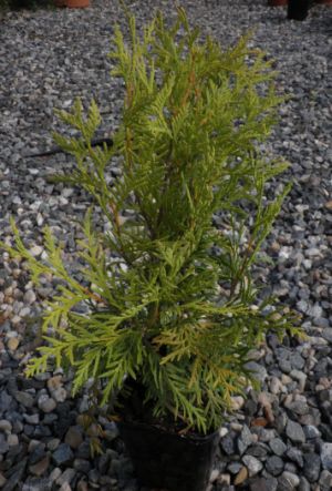 Thuja occidentalis Globosa Aurea - zerav západní 