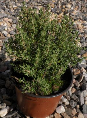 Thymus vulgaris Compactus - tymián obecný
