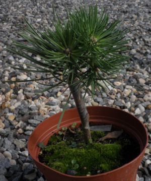 Pinus mugo Hillside Creper - borovice kleč