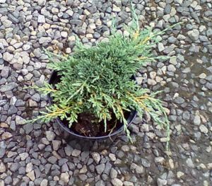 Juniperus horizontalis Ice Blue - jalovec vodorovný