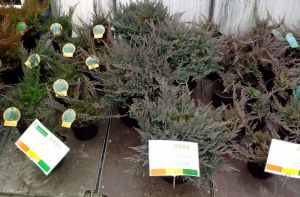 Juniperus horizontalis Blue Chip - jalovec vodorovný