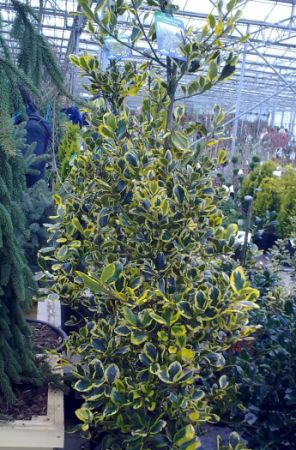 Ilex aquifolia Golden King - cesmína ostrolistá