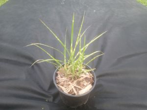 Miscanthus sinensis ´Zebrinus´ - ozdobnice čínská
