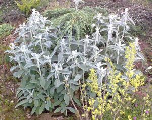 Stachys olympica -  čistec byzantský