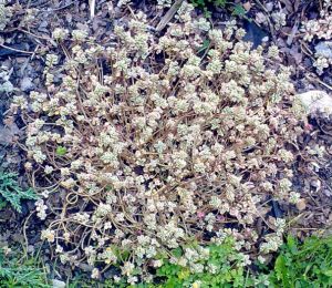 Sedum spurium variegatum - rozchodník pochybný