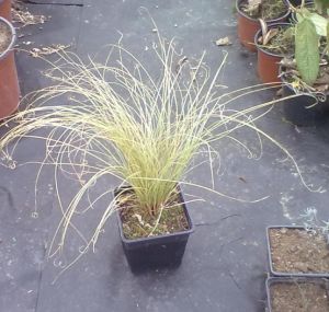 Stipa tenuissima - kavyl péřový
