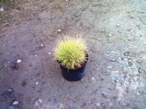 Festuca cinerea " Golden Toupee " - kostřava