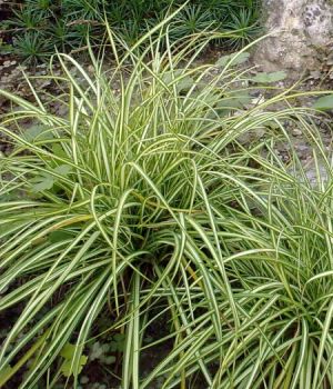 Carex ornithopoda variegata - ostřice ptačí nožka