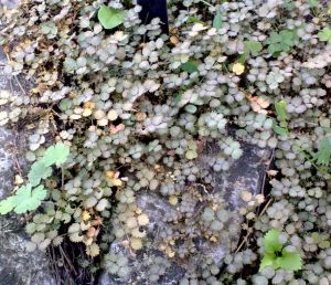 Acaena glauca - acéna 